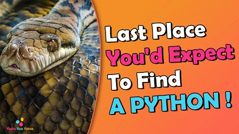 A Python in the Wild What to Do When You Encounter a Snake mountain