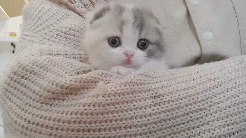 Cute kitten videos-3