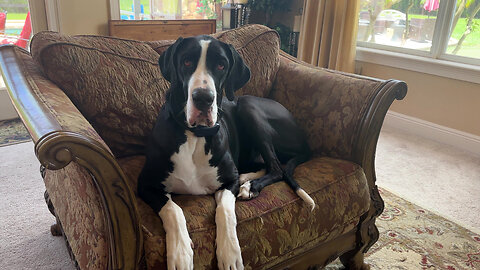 Funny Great Dane Tosses Throw Pillows For Just The Right Spot On The Chair