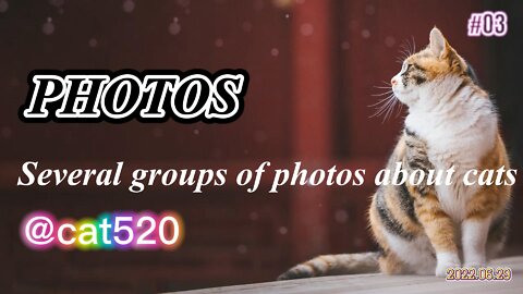 How about these sets of photos of cats?