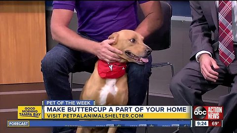 Pet of the week: Buttercup is a sweet 6-year-old Labrador Retriever mix who needs a home