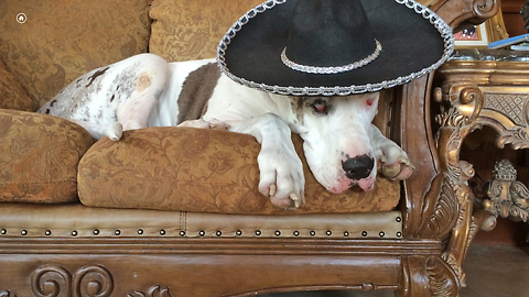 Great Dane takes siesta wearing sombrero