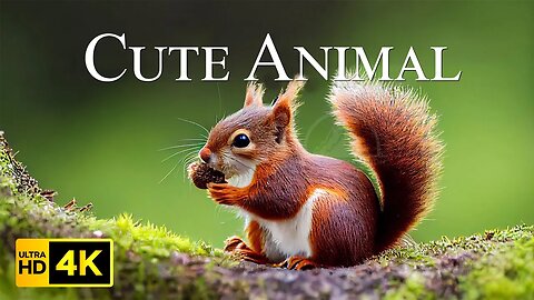 Cute Animals Moment 4K - Beautiful Relaxation Wildlife Film From Around The World