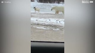 L'amitié inattendue entre un chien et un ours polaire