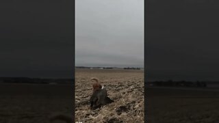 Golden Retriever with a NICE Goose Retrieve #shorts #goldenretriever #waterfowlhunting