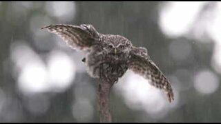 Owl loves being in the rain