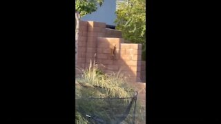 RAW: Bobcat kittens in Summerlin