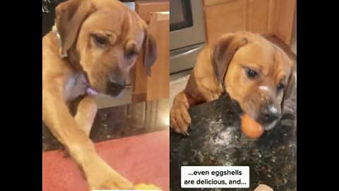 DOG 🐶 HELPS IN COOKING AND BAKING!!!!