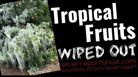 Tropical Fruit Tree's Hit Hard In Texas, Expect Food Price Inflation, Especially Citrus