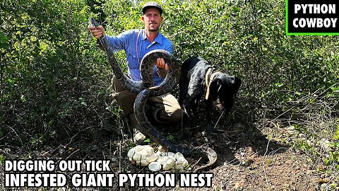 Digging Out Tick Infested Cavern For A Python On Active Nest