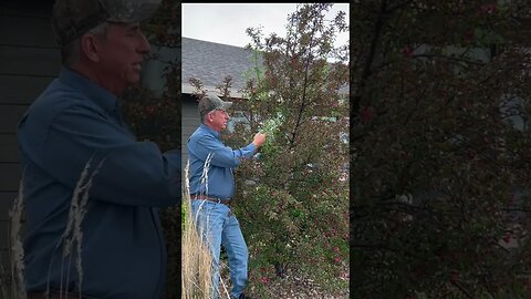 Tree Maintenance | When the SUCKERS Try to TAKE OVER