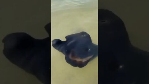 Beautiful 💕 Black fish 🐠 on surface of water | #Shorts #Animals #Fish
