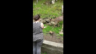 Dwarf rabbit blocks deer from treats