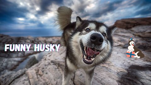 Husky is always funny 😂🤣😂🤣😂🤣