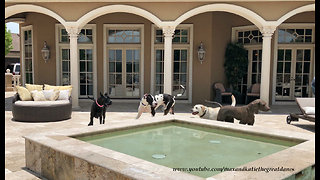 Great Danes Have Fun With Water Loving Lab