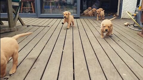 Pack of puppies excitedly rush the camera