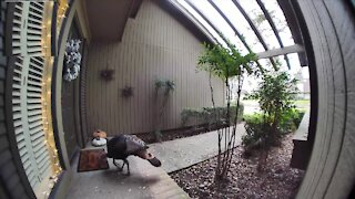 Wild turkey tries to steal home's welcome mat
