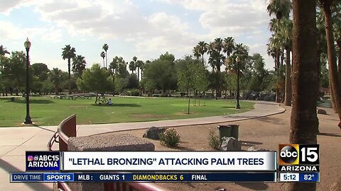 'Lethal bronzing' attacking palm trees