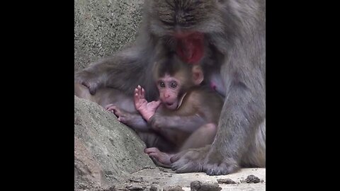 Japanese Macaque Baby Plays Under Mom's Watchful Eye At Milwaukee County Zoo