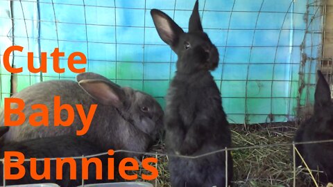 Cute baby bunnies