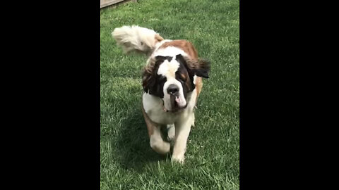 Saint Bernard pup playing