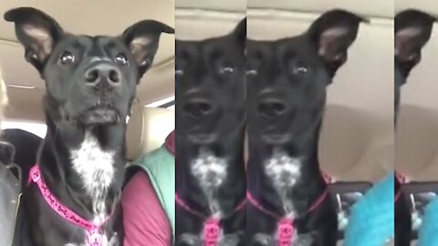 Dog Loses Her Mind Upon Realizing She's At The Dog Park Little Girl Plays Hide And Seek