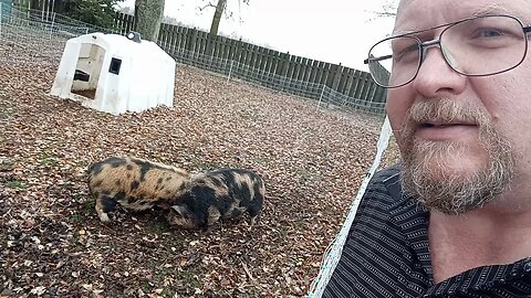 Kune Boars Fighting in a Display of Dominance