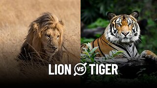 Lion vs Tiger – Difference and Comparison