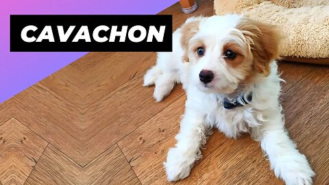 Cavachon 🐶 One Of The Most Popular Crossbreed Dogs #shorts