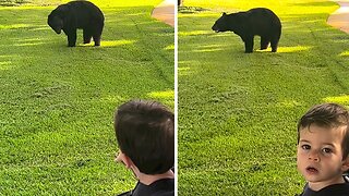 Three-Legged Bear Gets Extremely Close to People in Florida