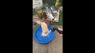 Golden retriever loves water