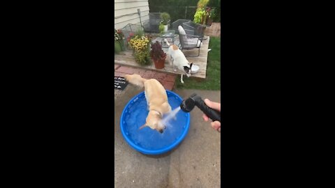 Golden retriever loves water