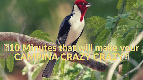 10 Minutes that will make your CAMPINA CRAZY CRAZY🦜🎵