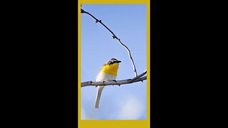 Birding, Yellow-Breasted Chat