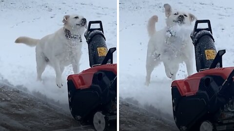 Labrador loves to "assist" owner with the snow plowing