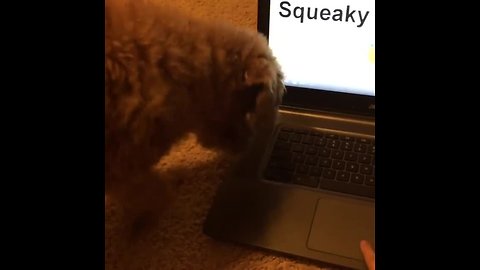 Puppy fights laptop trying to find source of squeaky sound