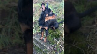 Cute puppy goes for a walk #shorts #short #viral #trending #subscribe