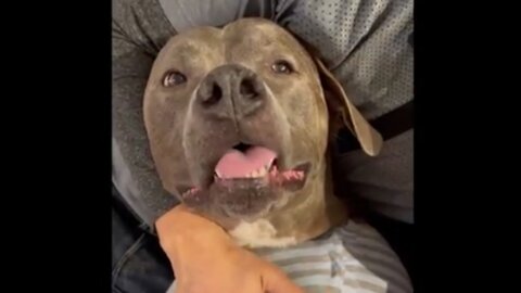 Pitbulls being Wholesome Compilation - Funny and Cute Pitbull Compilation