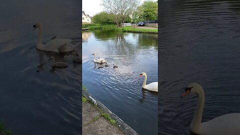 Baby swans at Ratho Marina #scotland