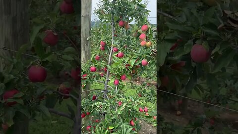 Farm apple