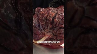 This Is a Real Human Placenta