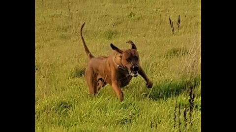 Mister Brown The Rhodesian Ridgeback; Sit, Wait, Down, COME!