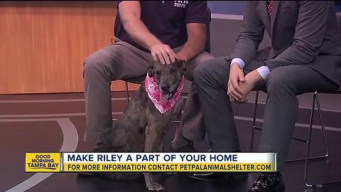 Pet of the week: Riley is a 6-year-old Catahoula Leopard mix who wants to be someone's baby