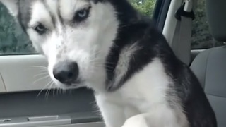 Gorgeous Husky Had A Bad Day And Demands Cuddles