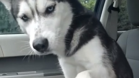 Gorgeous Husky Had A Bad Day And Demands Cuddles