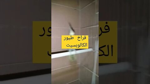 أجمل طيور الكالوبسيت لوتينو كيوت روعة