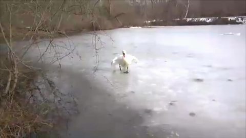 Funny Swan Attack On A Frozen Lake