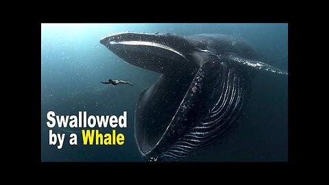 What happens if you swallowed by whale check this video to find out