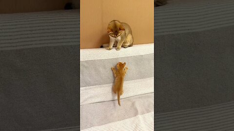 Kitten Fight Video with his mom #shorts #kitten