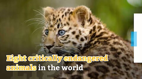 Eight critically endangered animals